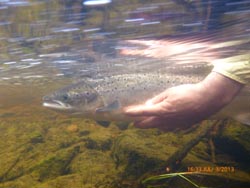 Beautiful summer salmon