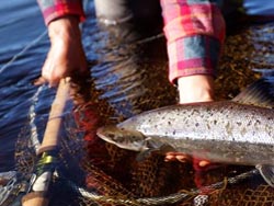 Landed by April Vokey