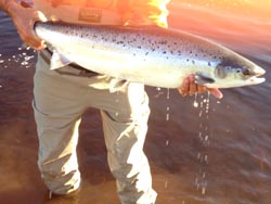 Jason Curtis's 1st
summer salmon on the Main River