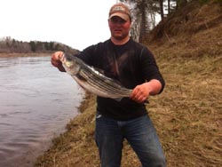 Striped Bass