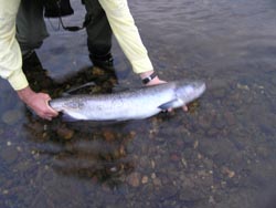 Early morning fishing