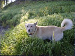 Fishhawk Pete watching for the big one